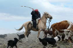 Südamerika, Chile-Argentinien - Patagonien-Expeditionen: Ein Gaucho bei der Arbeit